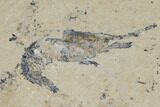 Cretaceous Predatory Fish (Eurypholis) & Two Shrimp - Lebanon #112651-1